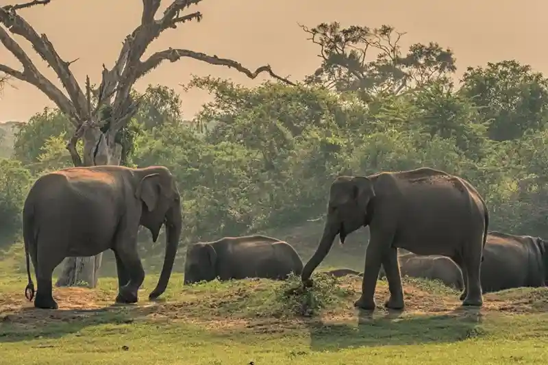 Minneriya National Park