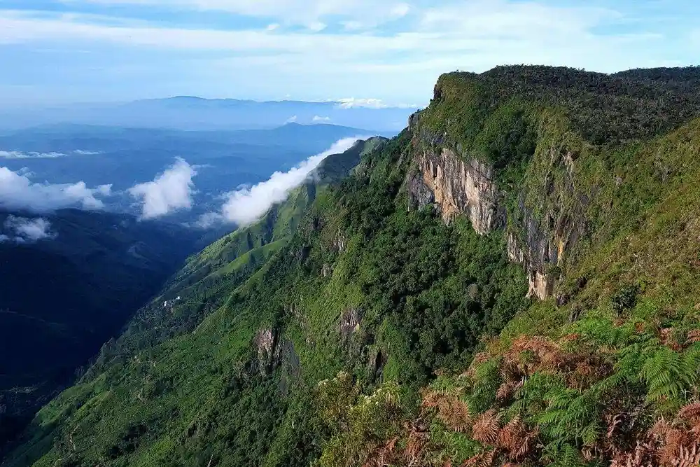 Cloud Forests