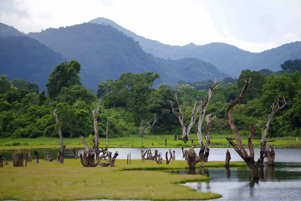 Swimming Elephants